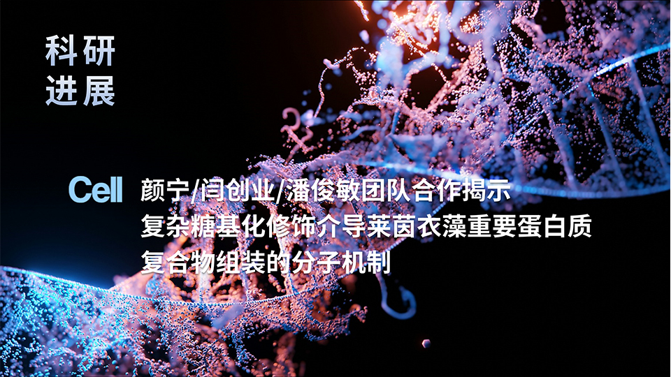 颜宁及合作者揭示复杂糖基化修饰介导莱茵衣藻重要蛋白质复合物组装的分子机制