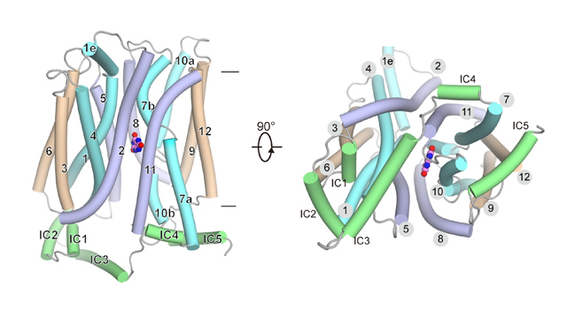 科研进展 | 潘孝敬团队揭示痛风相关转运蛋白GLUT9的结构及功能