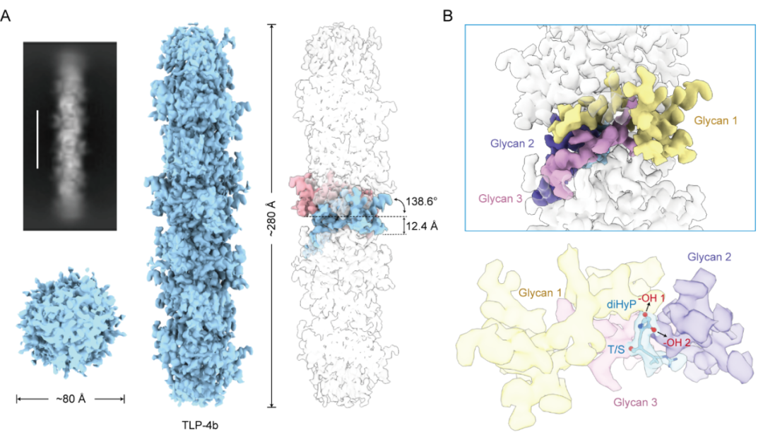 BioRxiv | 颜宁团队利用CryoSeek策略发现新型糖蛋白丝