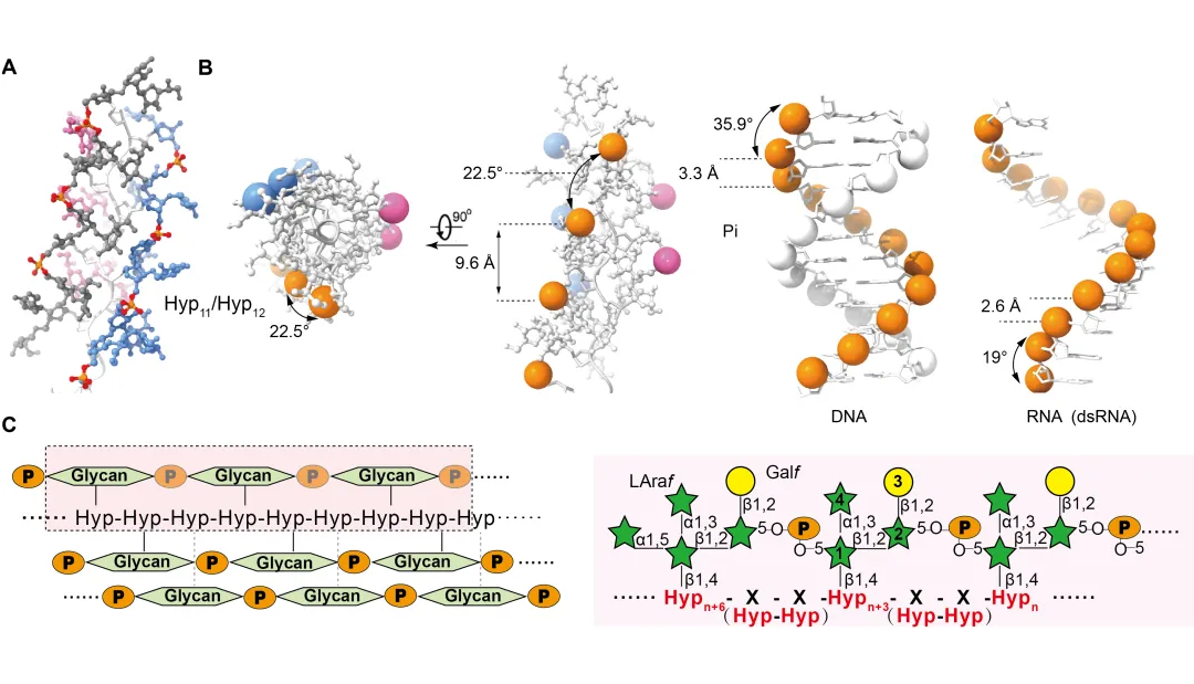 BioRxiv | 高分辨率带来新发现——颜宁团队发现糖质新型键连方式、探索糖质结构折叠密码
