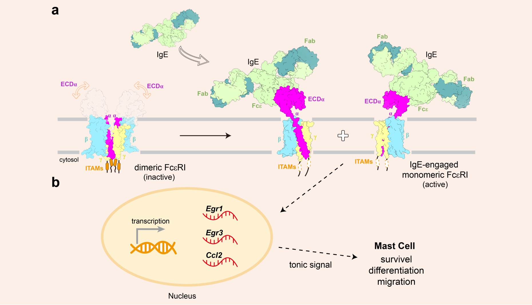 Nature | 宿强与合作者揭示过敏反应中关键受体分子的活化机制