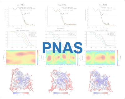 Dissection of the structure-function relationship of Nav channels