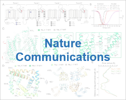 Structural mapping of Nav1.7 antagonists