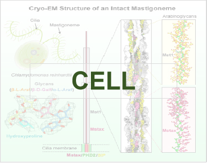 Structure-guided discovery of protein and glycan components in nativemastigonemes