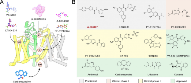JGP | Yan, Huang & Collaborators Review Advances in Sodium Channel-Targeted Pain Treatment