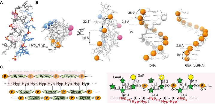 High-resolution mastigoneme structure reveals 5',5'-phosphodiesters stabilized glycan folding