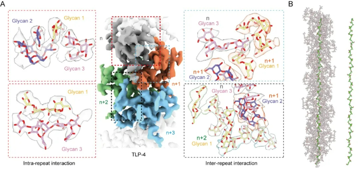 CryoSeek II: Cryo-EM analysis of glycofibrils from freshwater reveals well-structured glycans coating linear tetrapeptide repeats