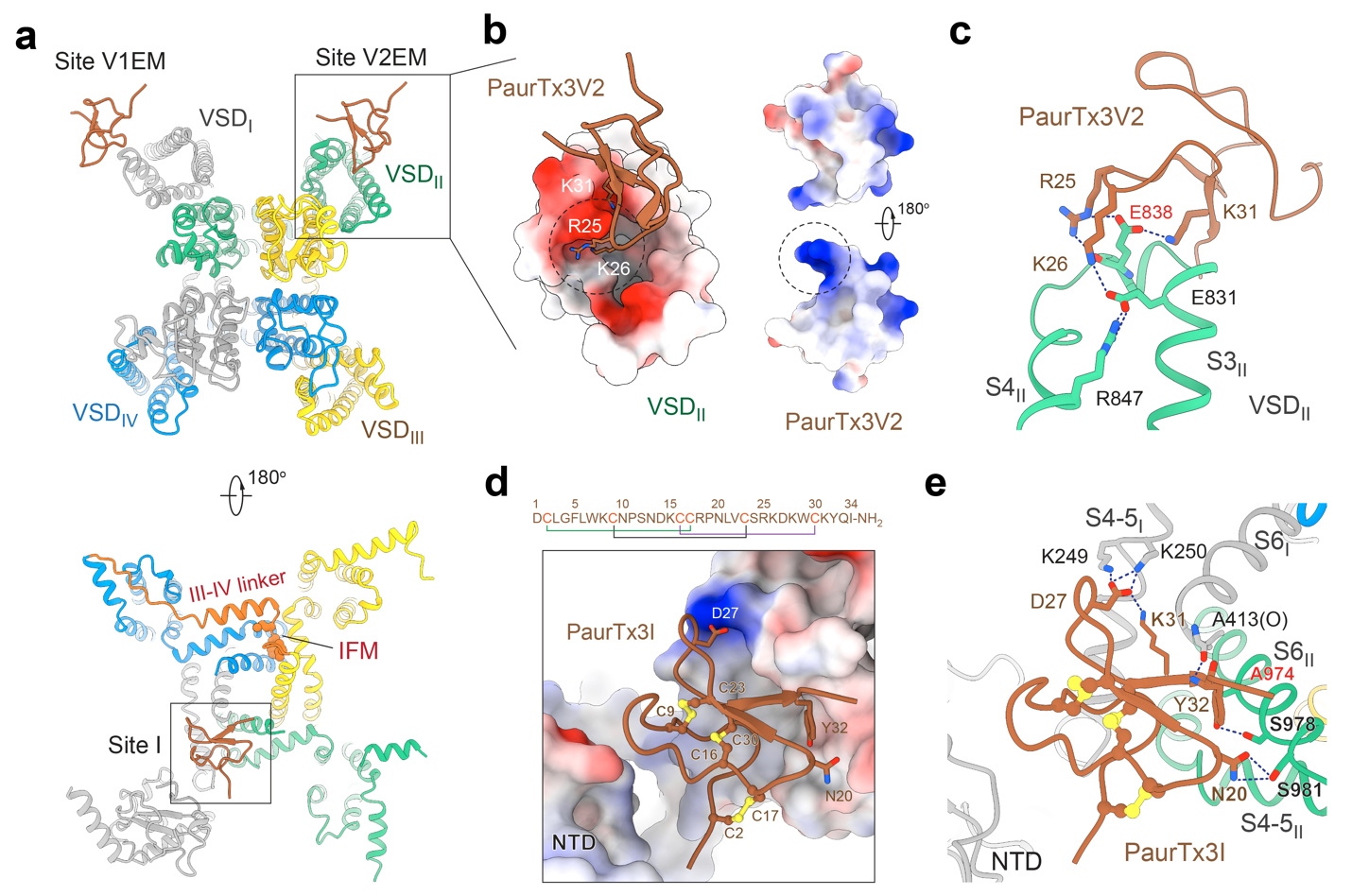 Cell Research | Yan and Huang’s Team Reveals How a Spider Toxin Precisely Targets Nav1.6, Boosting Drug Design