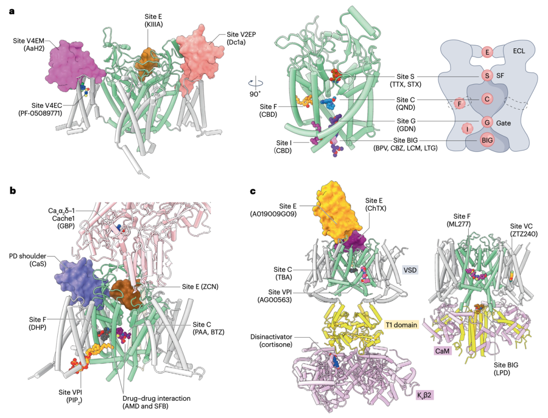 Nature | Nieng Yan, Xiaojing Pan, and Jian Huang Review Advances in the Structural Biology and Molecular Pharmacology of Voltage-Gated Ion Channels