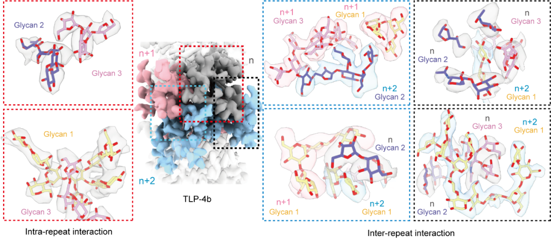 The 8-nm spaghetti: well-structured glycans coating linear tetrapeptide repeats discovered from freshwater with CryoSeek