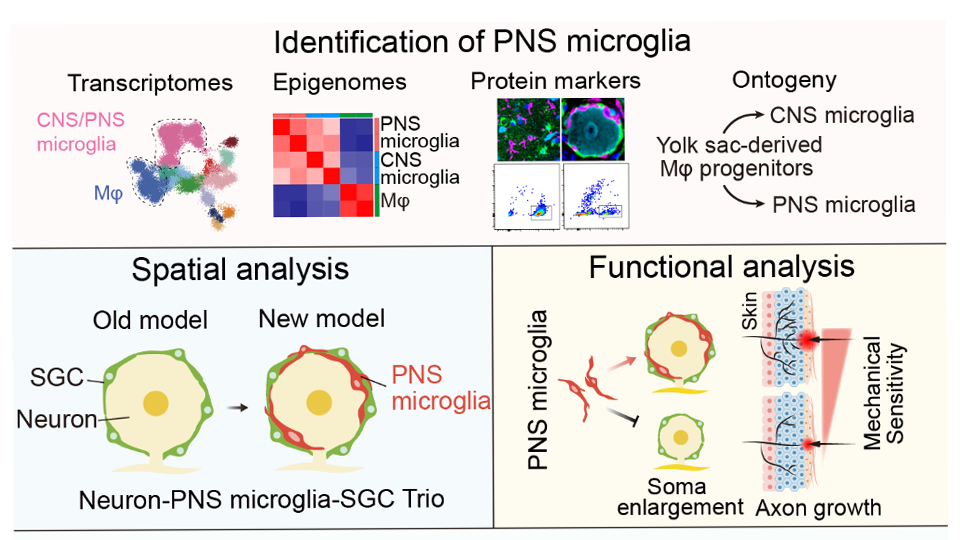 外周神经系统小胶质细胞的发现、功能与演化研究