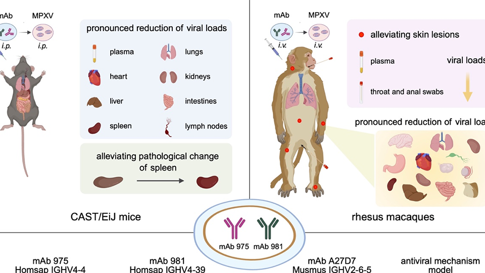 我国学者在抗猴痘病毒单克隆抗体方面取得进展