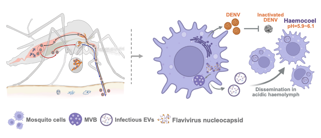 我国学者在《自然》杂志发文揭示蚊媒病毒感染蚊虫的分子密码