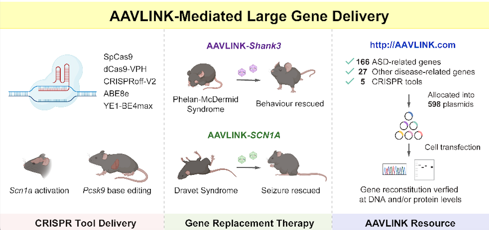 我国学者开发基因治疗大载荷高效递送技术