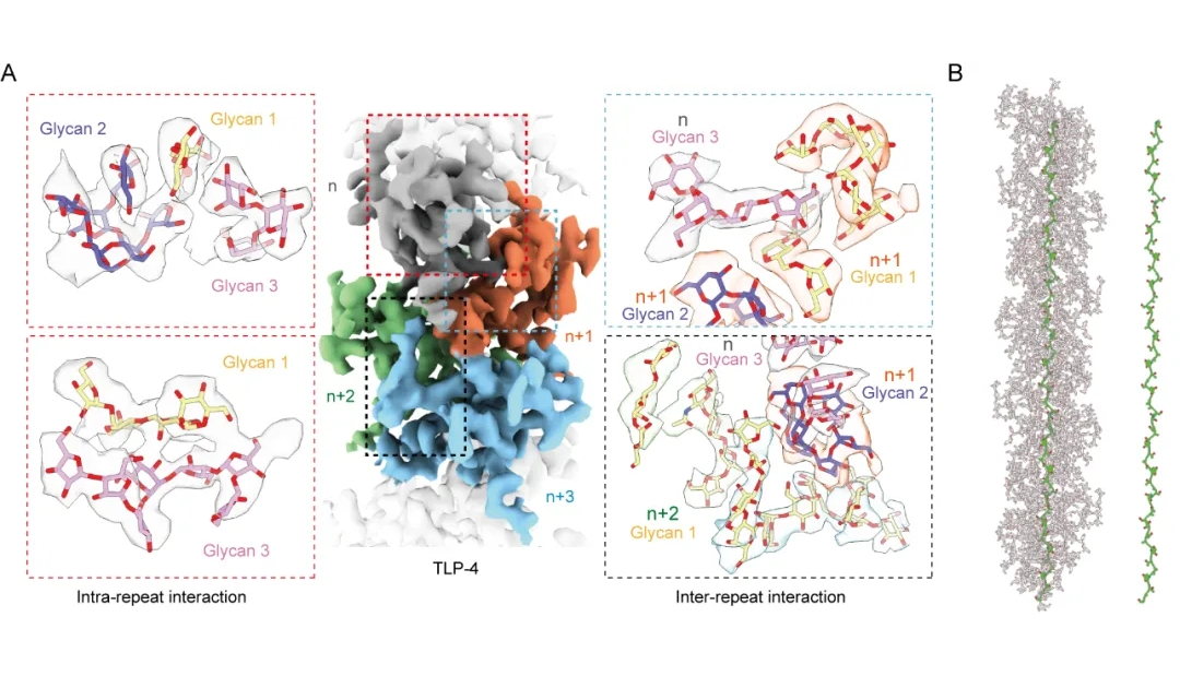 PNAS | Nieng Yan’s Team Identifies Novel Glycofibrils Using CryoSeek Strategy