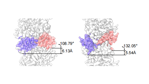 PNAS | Advancing CryoSeek: Mingxu Hu, Nieng Yan and Collaborators Develop "Ahaha" Algorithm to Resolve Absolute Handedness of Environmental Glycofibrils