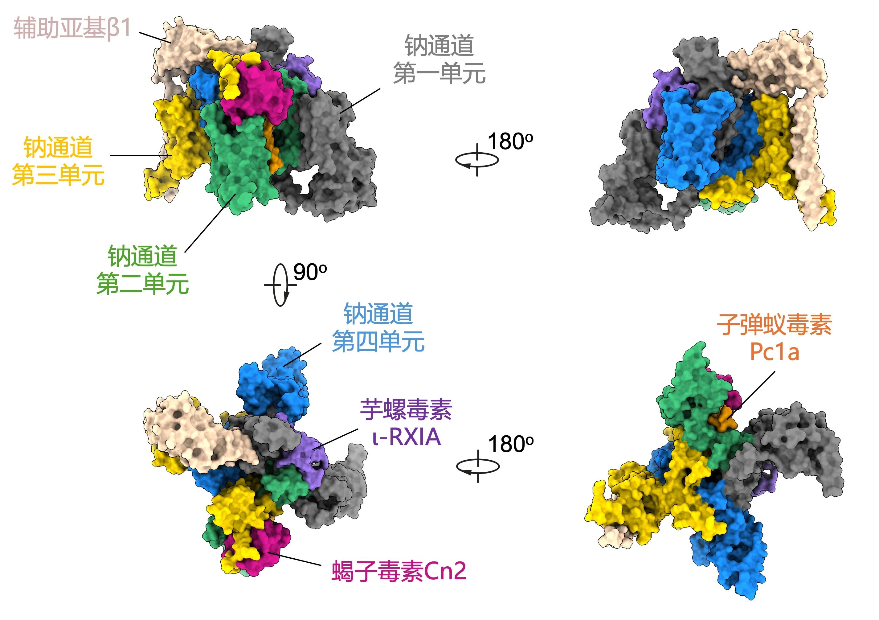 Nature丨颜宁、范潇、黄健和靳雪芹联合团队解密动物毒液里的“分子黑客”：神经毒素如何“操纵”钠通道？