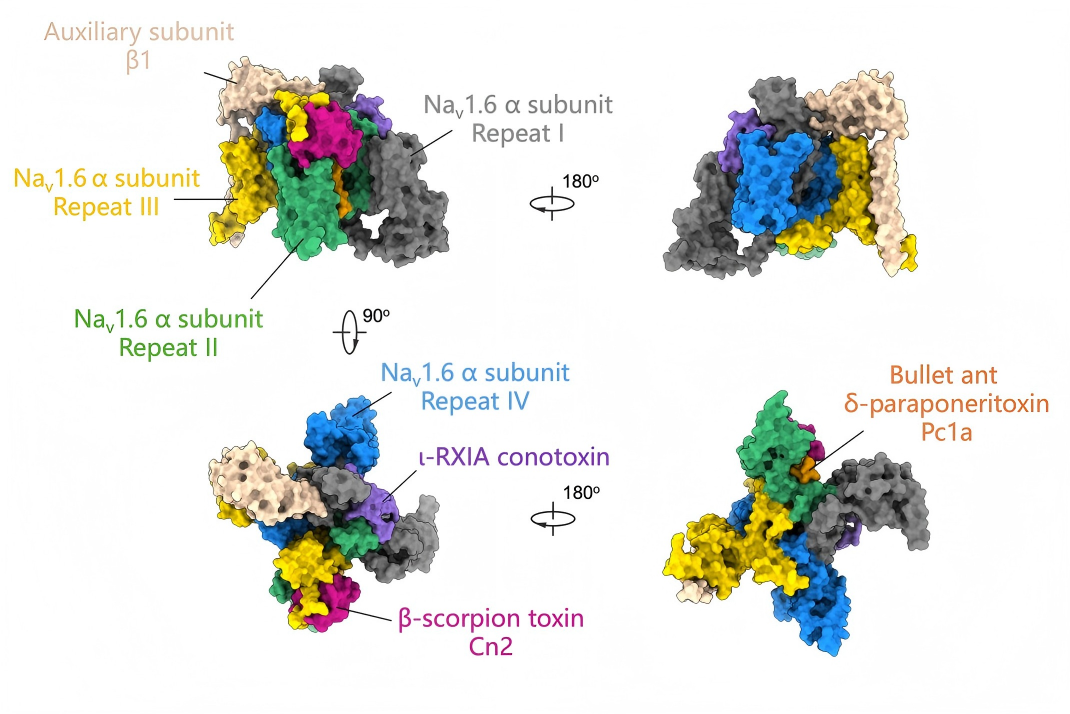 Nature | Nieng Yan, Xiao Fan, Jian Huang, and Xueqin Jin’s Team Uncovers the "Molecular Hackers" in Animal Venoms: How Do Neurotoxins Manipulate Sodium Channels?