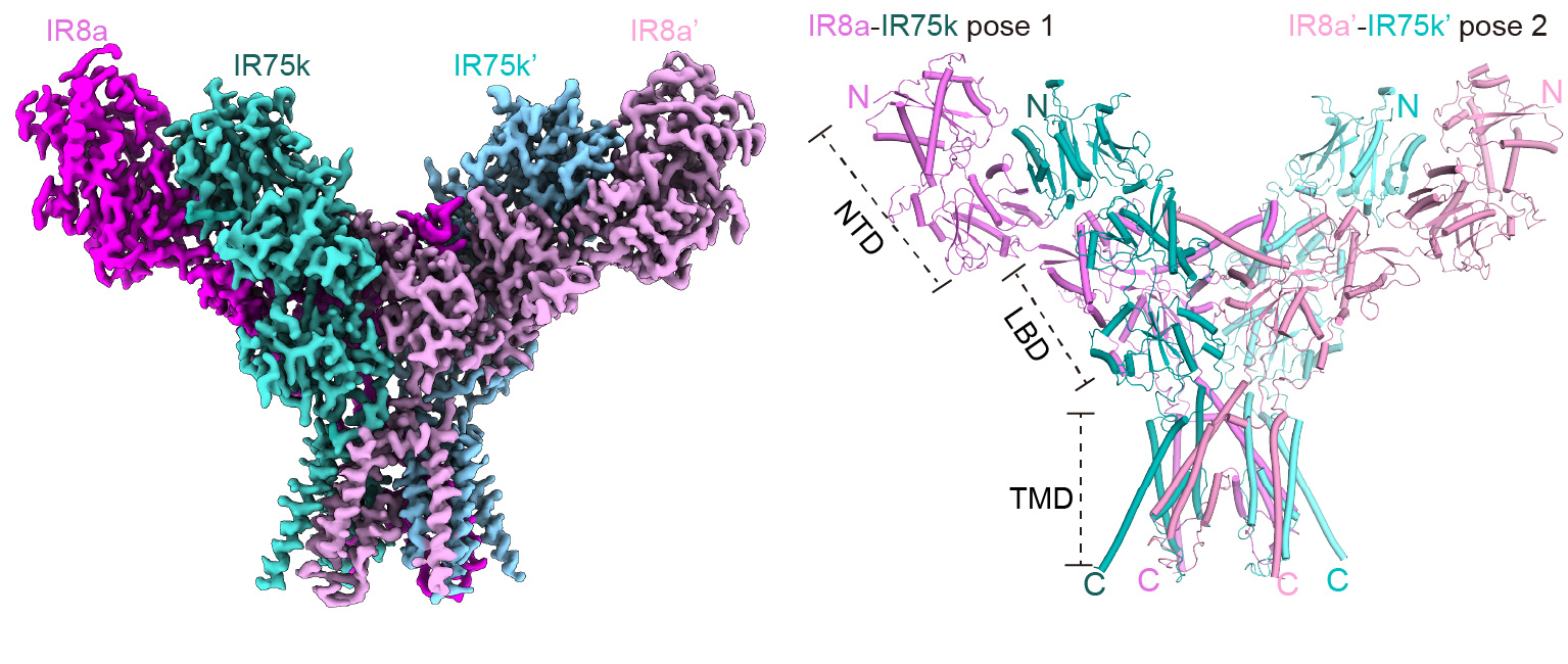Nature丨潘孝敬、柳峰、黄恺联合团队首次解析蚊子离子型受体（ionotropic receptors）的配体识别与门控机制